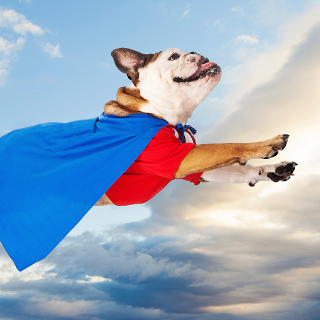 44 Superman Dog Costumes for Your Pup of Steel | Costume Yeti